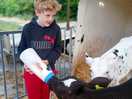Feeding the cows