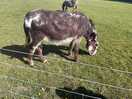 Boris