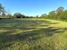 Dog walking field
