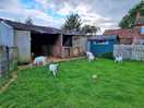 Onsite farm animals, goats