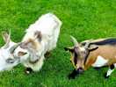 Cute pygmy goats