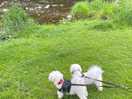 My dogs on a tour around the site