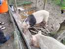 Feeding the pigs