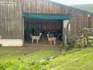 Alpacas