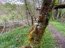 Kurzer wanderweg am campingplatz