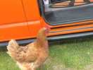 And a chicken in the morning to as soon as we open the door
