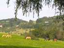 View of the horses from our pitch in the morning