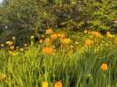Buttercups