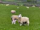 Farmers animals