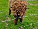 My favourite sheep, so cute!!