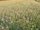 Wild flowers