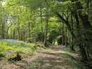 Bluebell woods