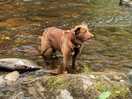 Maggie just loves standing in the water.