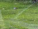 Wildlife enjoying the