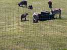 Cute goats!