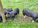 Our children loved seeing the pigs every morning!