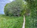 Griims ditch / ridgeway