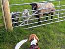 Meeting the neighbours!