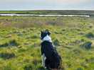 Rosa enjoyed the views and keeping a close eye on the sheep and wildlife