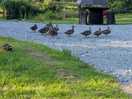 Ducks