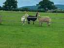 Don’t miss a trick these nosey alpacas !!!