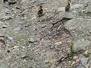 Ducklings at the park.