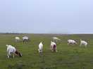 Goaty neighbours