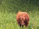 Highland cow on site