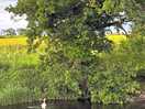 River beside site dogs cooled off in