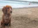 Doggo loving the beach, kids off in the distance on a paddle board.