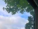 Beautiful old oaks.