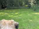 Dog loved it