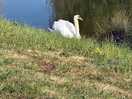 Swans in the lake