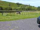 View of the goats