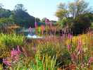 Purple loosestrife on the lakeside