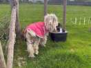Rastafarian goat haha so cute