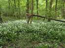 Wild garlic
