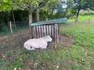 Lovely surprise seeing the resident sheep!