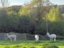 Alpaca friends