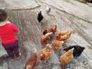 Feeding the chickens