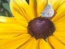 Lots of butterflies