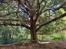 Abundant trees