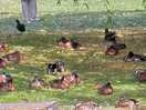 Ducks