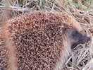 Wildlife galore