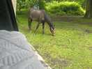 Beautiful new forest pony