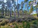 Culbin forest