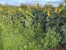 Amazing sunflowers all around the field with more in the middle with picnic tables.