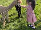 Feeding the alpaca’s