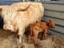 Highland coo and her calf