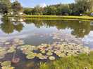 Water lilies